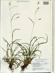 Carex sylvatica Huds., Caucasus, Krasnodar Krai & Adygea (K1a) (Russia)