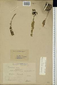 Orostachys spinosa (L.) Mey. ex A. Berger, Eastern Europe, Eastern region (E10) (Russia)