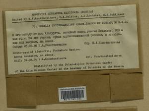 Homalia trichomanoides (Hedw.) Brid., Bryophytes, Bryophytes - Karelia, Leningrad & Murmansk Oblasts (B4) (Russia)