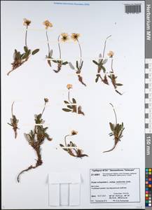 Dryas octopetala subsp. octopetala, Siberia, Central Siberia (S3) (Russia)