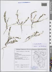 Suaeda prostrata Pall., Eastern Europe, Eastern region (E10) (Russia)