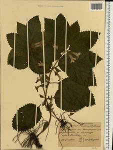 Melittis melissophyllum subsp. carpatica (Klokov) P.W.Ball, Eastern Europe, West Ukrainian region (E13) (Ukraine)