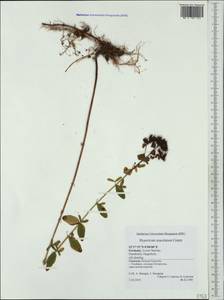 Hypericum maculatum, Western Europe (EUR) (Germany)
