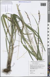 Festuca altissima All., Siberia, Baikal & Transbaikal region (S4) (Russia)