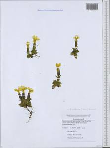 Gentiana verna subsp. oschtenica (Kuzn.) J. J. Halda, Caucasus, Krasnodar Krai & Adygea (K1a) (Russia)
