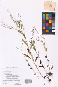 MHA 0 153 262, Myosotis nemorosa Besser, Eastern Europe, North-Western region (E2) (Russia)