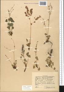 Oxyria digyna (L.) Hill, Middle Asia, Western Tian Shan & Karatau (M3) (Uzbekistan)