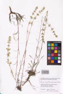 Silene borysthenica (Gruner) Walters, Eastern Europe, Western region (E3) (Russia)