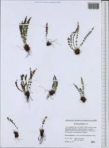 Woodsia glabella, Siberia, Russian Far East (S6) (Russia)