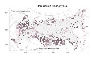 Ranunculus trichophyllus Chaix, Atlas of the Russian Flora (FLORUS) (Russia)