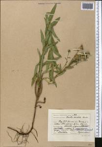 Pentanema sabuletorum (Czern. ex Lavrenko) G. V. Boiko & Korniy., Middle Asia, Caspian Ustyurt & Northern Aralia (M8) (Kazakhstan)