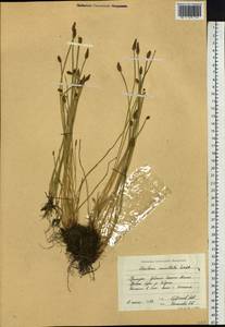 Eleocharis mamillata (H.Lindb.) H.Lindb., Siberia, Russian Far East (S6) (Russia)