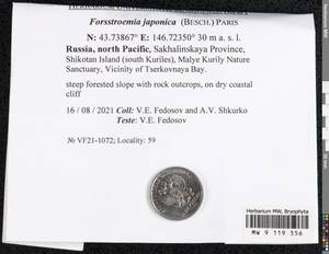 Forsstroemia japonica (Besch.) Paris, Bryophytes, Bryophytes - Russian Far East (excl. Chukotka & Kamchatka) (B20) (Russia)