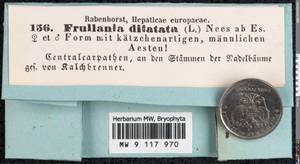 Frullania dilatata (L.) Dumort., Bryophytes, Bryophytes - Western Europe (BEu)