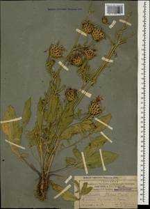Centaurea pseudoscabiosa subsp. glehnii (Trautv.) Wagenitz, Caucasus, Armenia (K5) (Armenia)