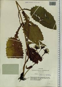 Crepis sibirica L., Siberia, Central Siberia (S3) (Russia)