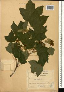 Acer campestre L., Caucasus, Armenia (K5) (Armenia)