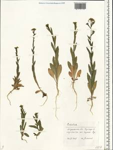 Camelina microcarpa Andrz. ex DC., Eastern Europe, Lower Volga region (E9) (Russia)