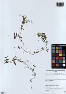 KUZ 000 778, Vicia sativa subsp. nigra (L.)Ehrh., Siberia, Altai & Sayany Mountains (S2) (Russia)
