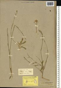 Brassica nigra (L.) W.D.J.Koch, Eastern Europe, Estonia (E2c) (Estonia)