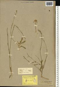 Rhamphospermum nigrum (L.) Al-Shehbaz, Eastern Europe, Estonia (E2c) (Estonia)