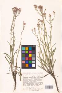 Jurinea multiflora (L.) B. Fedtsch., Middle Asia, Caspian Ustyurt & Northern Aralia (M8) (Kazakhstan)