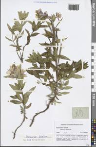 Chamaenerion latifolium (L.) Sweet, Siberia, Altai & Sayany Mountains (S2) (Russia)