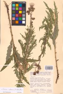 Cirsium arvense (L.) Scop., Eastern Europe, Lower Volga region (E9) (Russia)