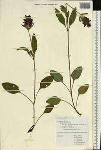 Prunella grandiflora (L.) Scholler, Eastern Europe, Central region (E4) (Russia)