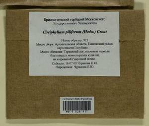 Cirriphyllum piliferum (Hedw.) Grout, Bryophytes, Bryophytes - European North East (B7) (Russia)