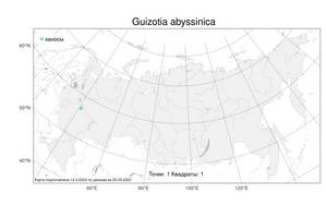 Guizotia abyssinica (L. fil.) Cass., Atlas of the Russian Flora (FLORUS) (Russia)