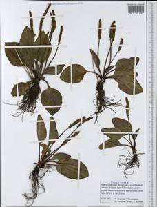 Plantago major L., Siberia, Chukotka & Kamchatka (S7) (Russia)