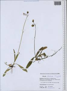 Pilosella floribunda (Wimm. & Grab.) Fr., Siberia, Baikal & Transbaikal region (S4) (Russia)