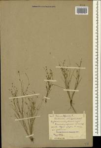 Juncus bufonius L., Caucasus, Stavropol Krai, Karachay-Cherkessia & Kabardino-Balkaria (K1b) (Russia)