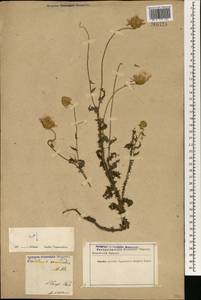 Carduus seminudus M. Bieb., South Asia, South Asia (Asia outside ex-Soviet states and Mongolia) (ASIA) (Iran)