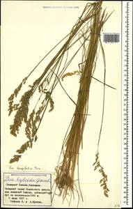 Poa longifolia Trin., Caucasus, Stavropol Krai, Karachay-Cherkessia & Kabardino-Balkaria (K1b) (Russia)