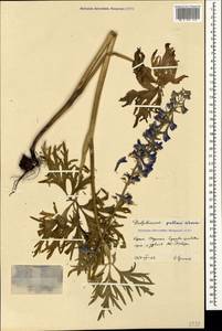 Delphinium fissum Waldst. & Kit., Crimea (KRYM) (Russia)