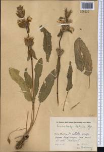 Phlomoides labiosa (Bunge) Adylov, Kamelin & Makhm., Middle Asia, Syr-Darian deserts & Kyzylkum (M7) (Uzbekistan)