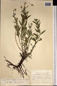 Oenothera villosa subsp. strigosa (Rydb.) W. Dietr. & P. H. Raven, Siberia, Altai & Sayany Mountains (S2) (Russia)