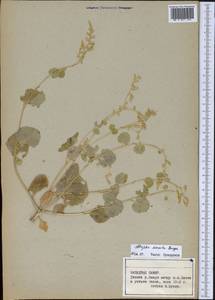 Atriplex moneta Bunge ex Boiss., Middle Asia, Pamir & Pamiro-Alai (M2) (Tajikistan)