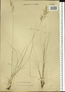 Helictotrichon desertorum (Less.) Pilg., Siberia, Altai & Sayany Mountains (S2) (Russia)