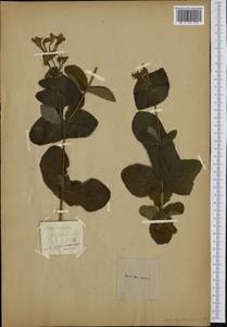 Lonicera caprifolium L., Western Europe (EUR) (Not classified)