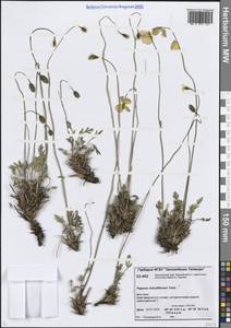 Oreomecon lapponica subsp. orientalis (Tolm.) Elvebakk & Bjerke, Siberia, Central Siberia (S3) (Russia)