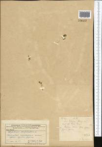 Lepidium perfoliatum L., Middle Asia, Caspian Ustyurt & Northern Aralia (M8) (Kazakhstan)