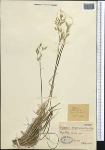 Piptatherum songaricum (Trin. & Rupr.) Roshev., Middle Asia, Western Tian Shan & Karatau (M3) (Kazakhstan)