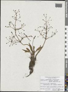 Alisma gramineum Lej., Eastern Europe, Central forest-and-steppe region (E6) (Russia)