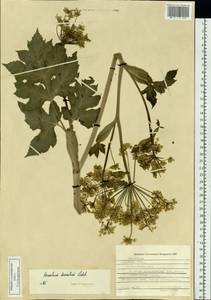 Heracleum dissectum Ledeb., Siberia, Russian Far East (S6) (Russia)