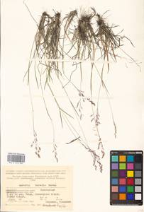 Agrostis mertensii Trin., Eastern Europe, Northern region (E1) (Russia)