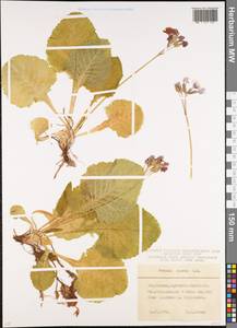 Primula amoena M. Bieb., Caucasus, Stavropol Krai, Karachay-Cherkessia & Kabardino-Balkaria (K1b) (Russia)
