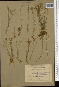 Sabulina lineata (Boiss.) Dillenb. & Kadereit, Caucasus, Armenia (K5) (Armenia)